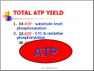 TOTAL ATP YIELD