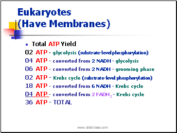 Eukaryotes (Have Membranes)