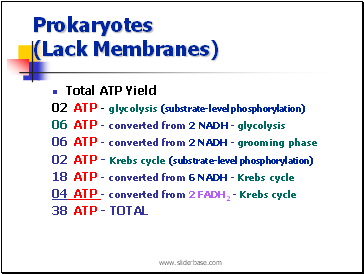 Prokaryotes (Lack Membranes)