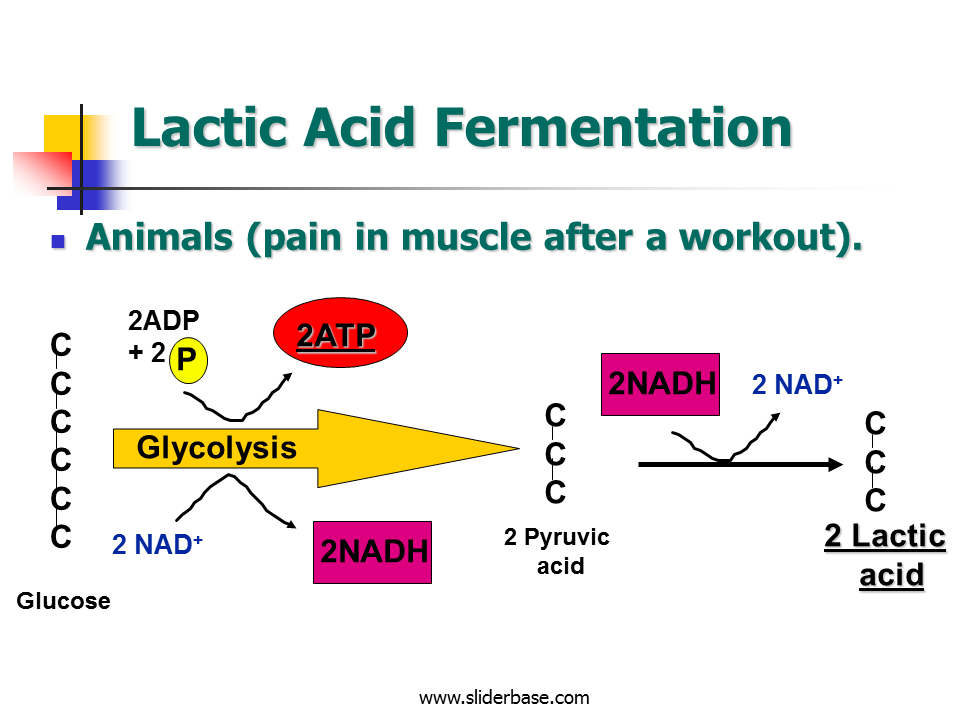 What Is Alcoholic Lactic Acid Fermentation Sciencing | My XXX Hot Girl