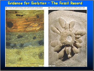 Evidence for Evolution  The Fossil Record