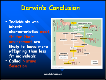 Darwins Conclusion