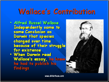 Wallaces Contribution
