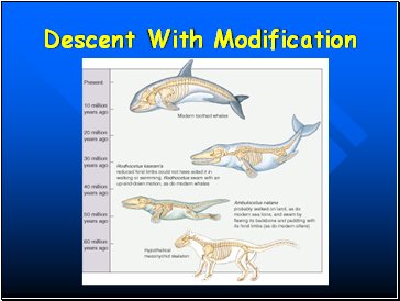 Descent With Modification