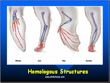 Homologous Structures