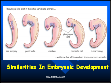 Evidence for Evolution - Comparative Embryology