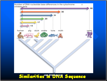 Similarities in DNA Sequence