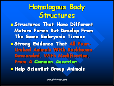 Homologous Body Structures