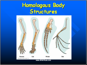 Homologous Body Structures