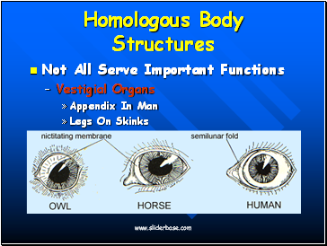 Homologous Body Structures