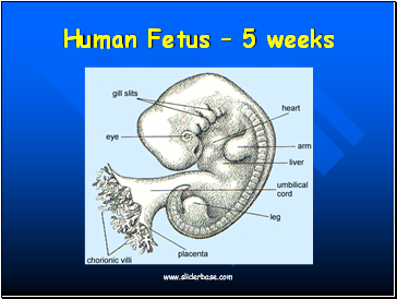 Human Fetus  5 weeks
