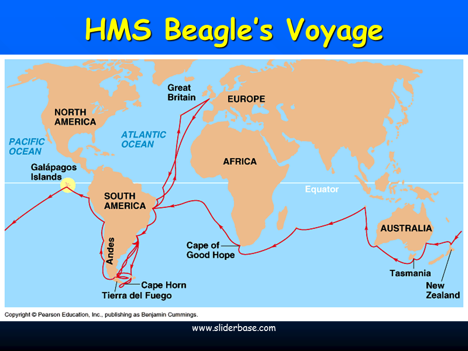 Ч дарвин кругосветное путешествие. Карта путешествия Чарльза Дарвина на корабле Бигль. Путешествие Дарвина на корабле Бигль. Маршрут кругосветного путешествия Чарльза Дарвина на корабле Бигль.