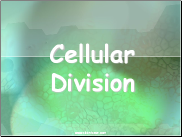 Cellular Division