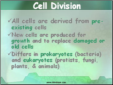 Cell Division