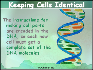 Keeping Cells Identical