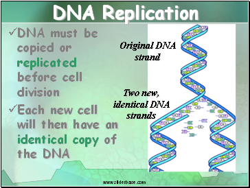 DNA Replication