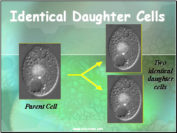 Identical Daughter Cells