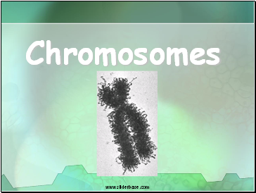 Chromosomes