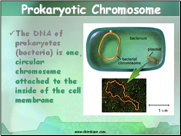 Prokaryotic Chromosome