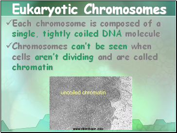 Eukaryotic Chromosomes