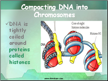 Compacting DNA into Chromosomes