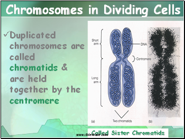 Chromosomes in Dividing Cells