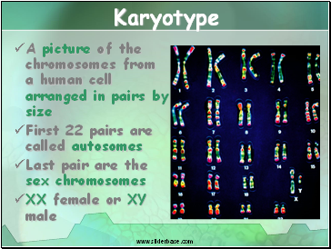 Karyotype