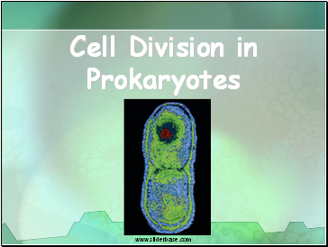 Cell Division in Prokaryotes