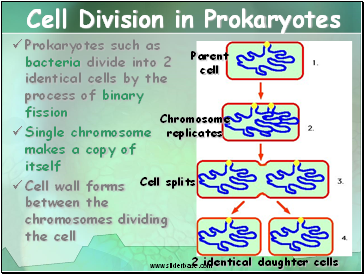 Cell Division in Prokaryotes