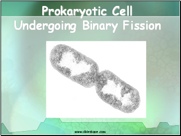 Prokaryotic Cell Undergoing Binary Fission