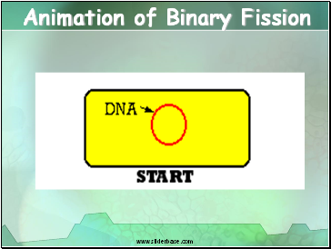 Animation of Binary Fission