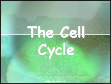 The Cell Cycle