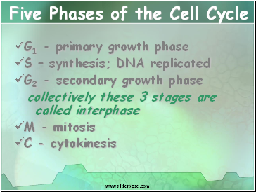 Five Phases of the Cell Cycle