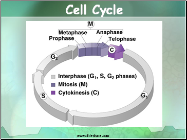 Cell Cycle