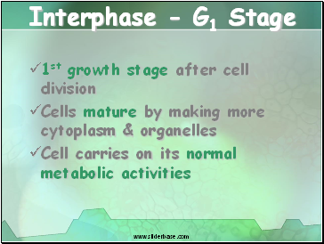 Interphase - G1 Stage
