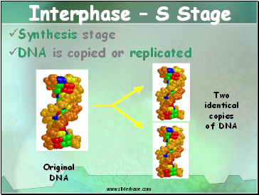 Interphase – S Stage