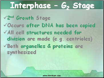 Interphase – G2 Stage