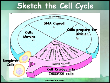 Sketch the Cell Cycle