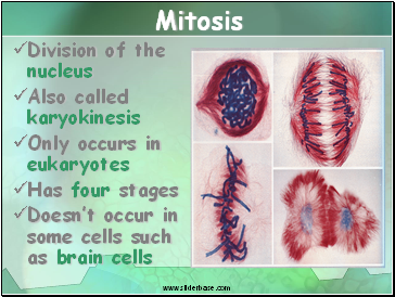 Mitosis