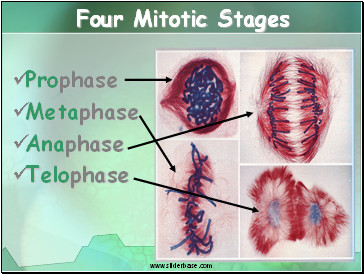 Four Mitotic Stages