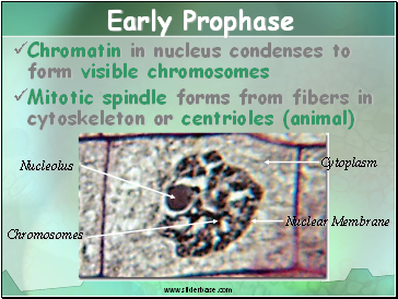 Early Prophase