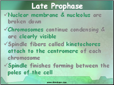 Late Prophase