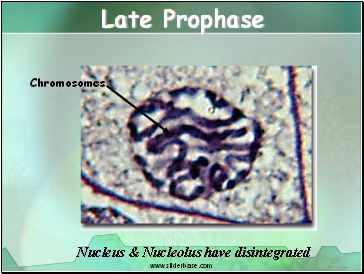 Late Prophase