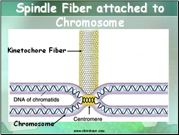 Spindle Fiber attached to Chromosome