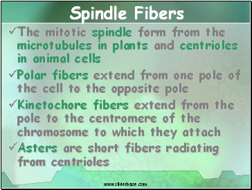 Spindle Fibers