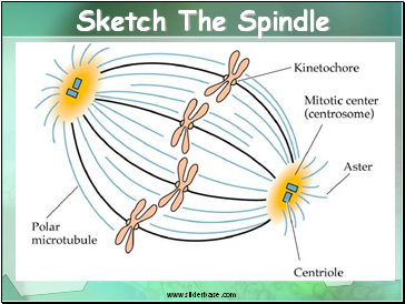 Sketch The Spindle