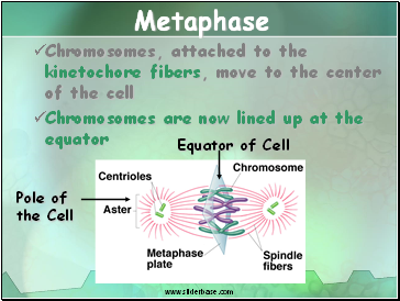 Metaphase