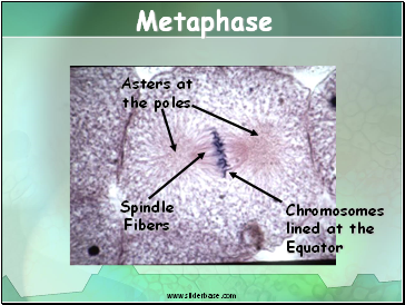 Metaphase