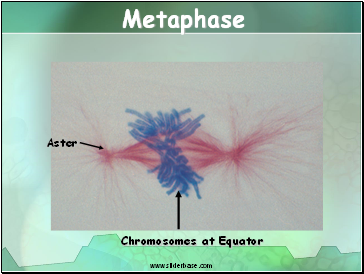 Metaphase