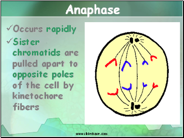 Anaphase